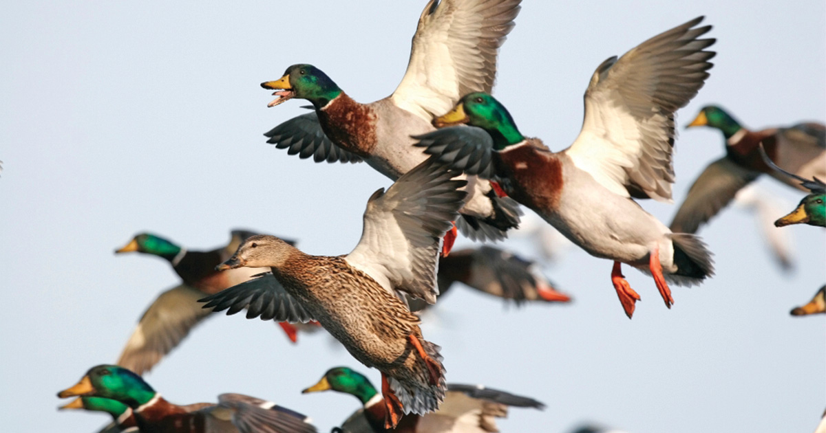 Migration Alert: Plenty of Optimism for Regular Duck Seasons in Central Flyway