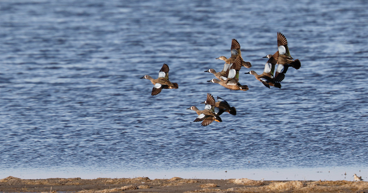 Migration Alert: Poor Louisiana Habitat Conditions Impact Early Teal Numbers