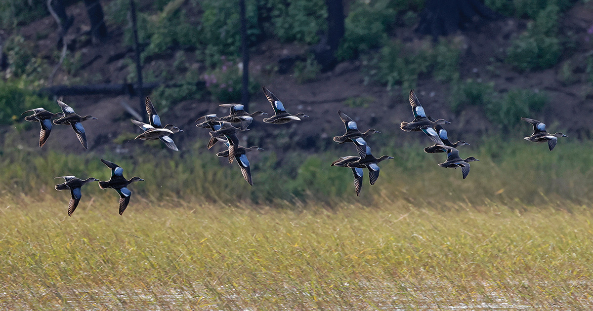 Migration Alert: Central Flyway Teal Hunters, Waterfowl Managers Optimistic