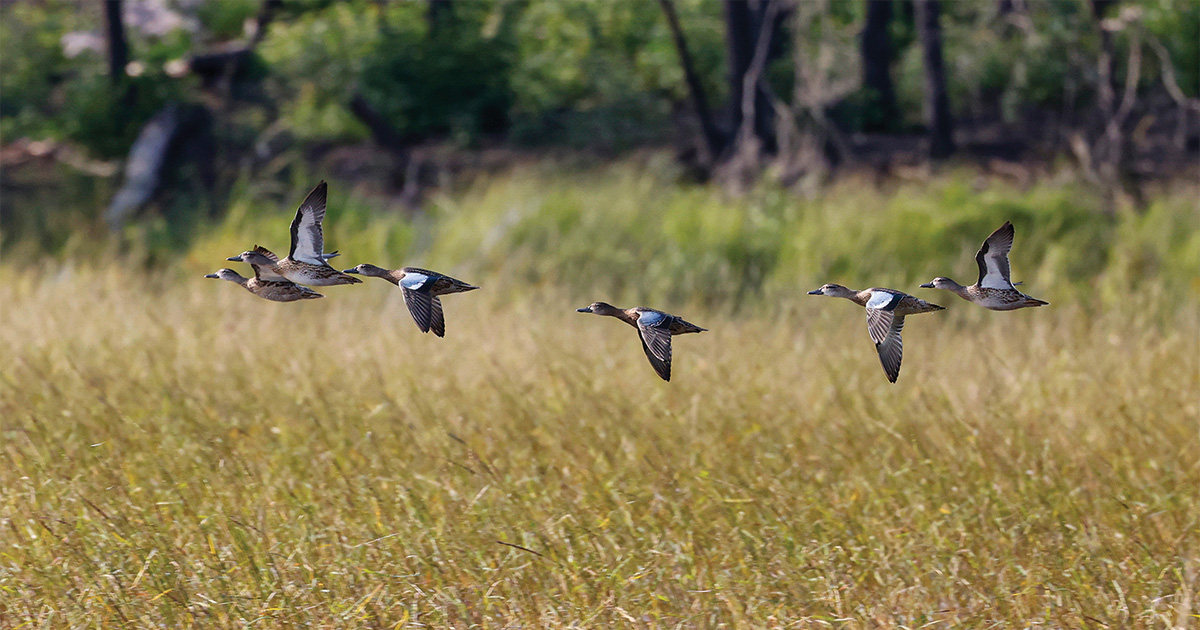 Migration Alert: Texas Teal Hunters Dealing with Severe Drought