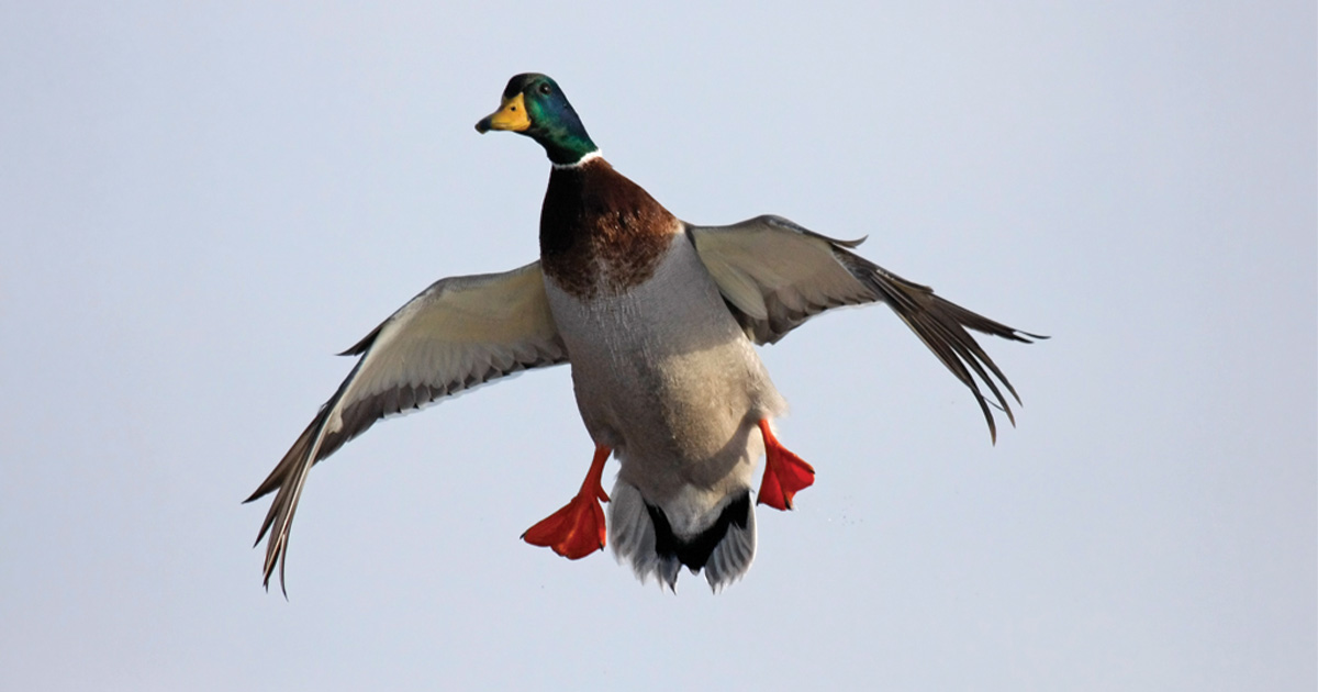 Migration Alert: Hunters Wait on Weather in South Dakota
