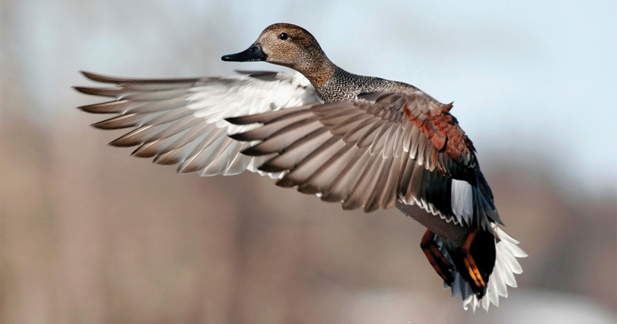 Drake gadwall flying. Photo by Michael Furtman