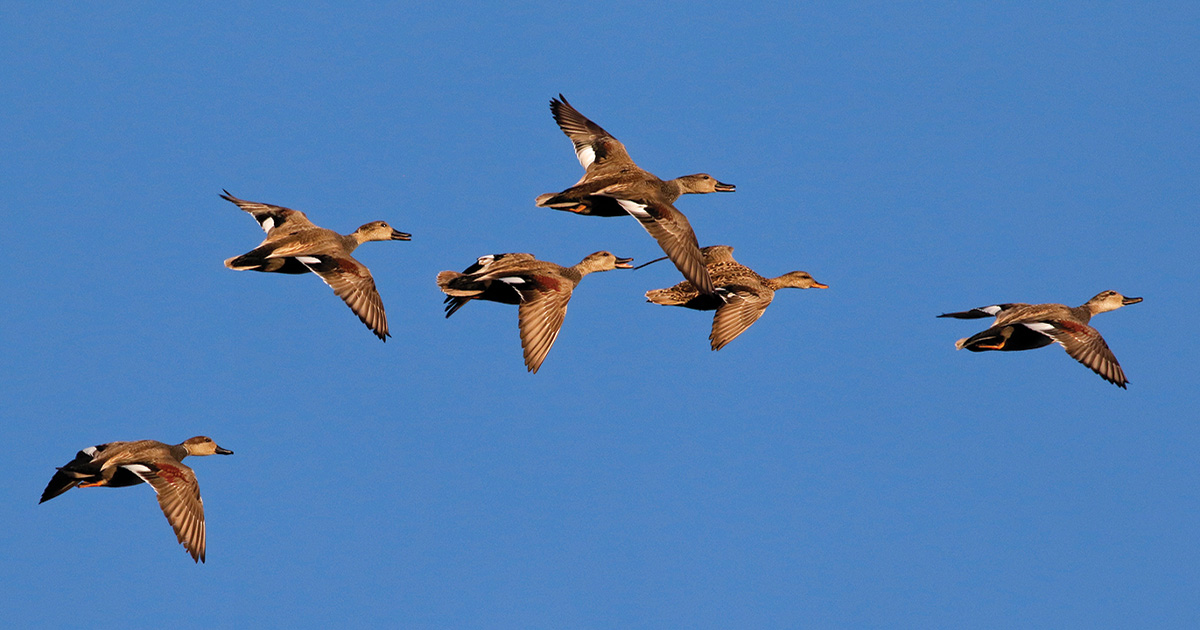 Migration Alert: Local Duck Production Boosts Early-Season Opportunities in North Dakota