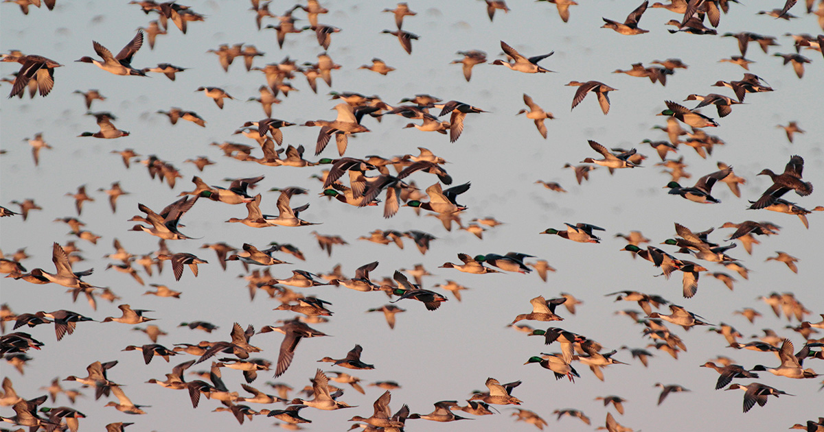 Large flock of mallards and pintails in flight. Photo by Michael Furtman