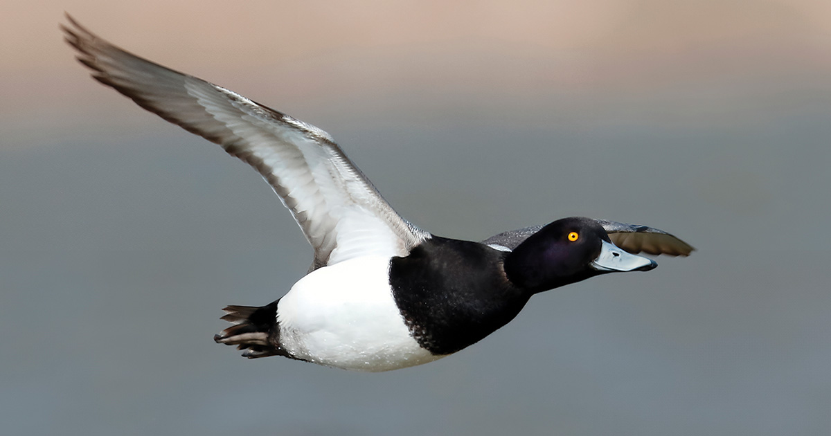 Migration Alert: Michigan Waterfowl Numbers Strong, Weather Uncooperative