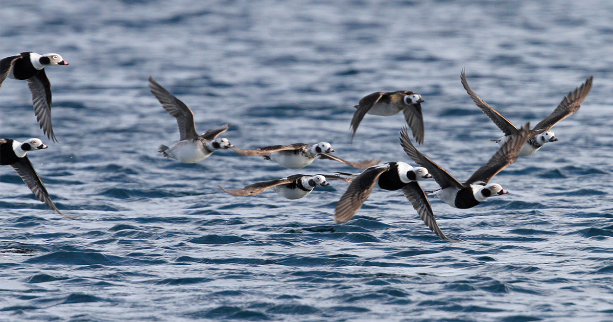 Migration Alert: Hunters Reporting Strong Sea Duck Numbers Along North Atlantic Coast