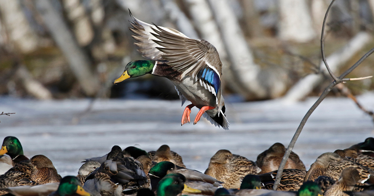 Mallard landing in forested wetland. Photo by Michael Furtman