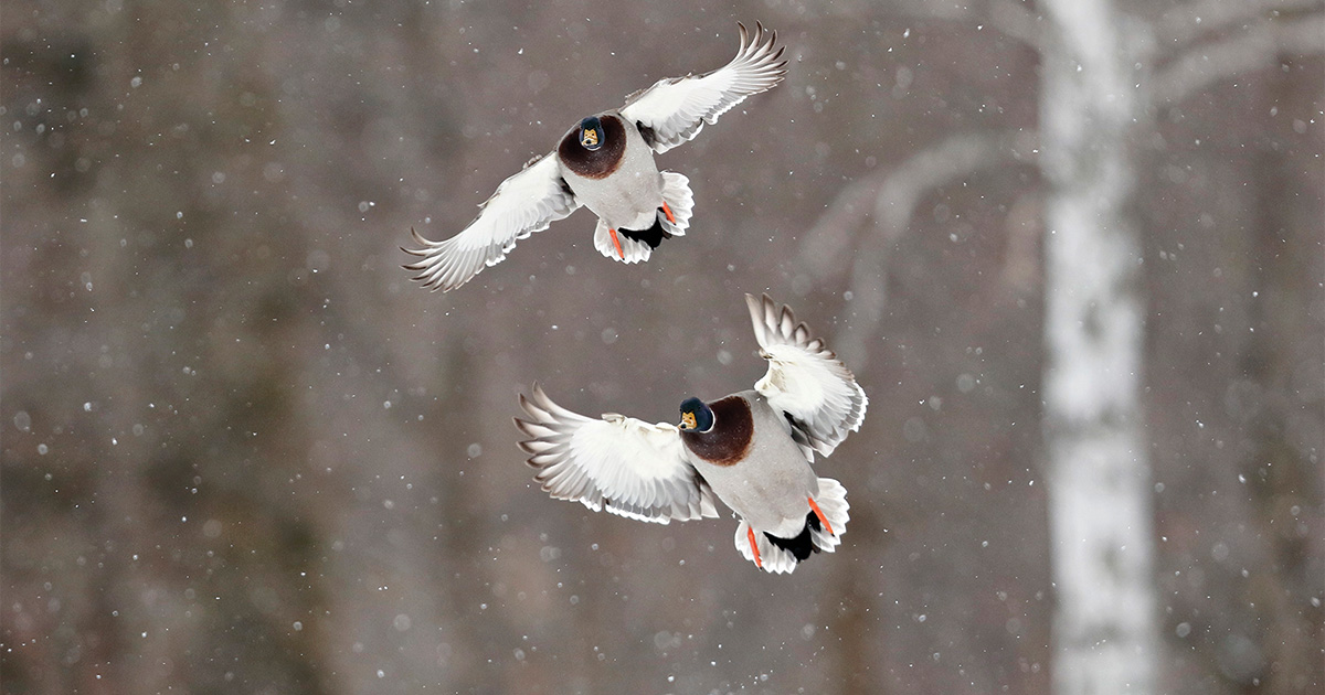 Mallards flying through snow. Photo by Michael Furtman