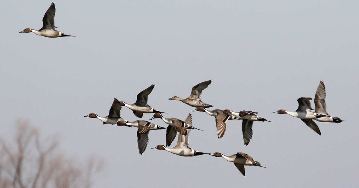Flock of northern pintails. Photo by Michael Furtman