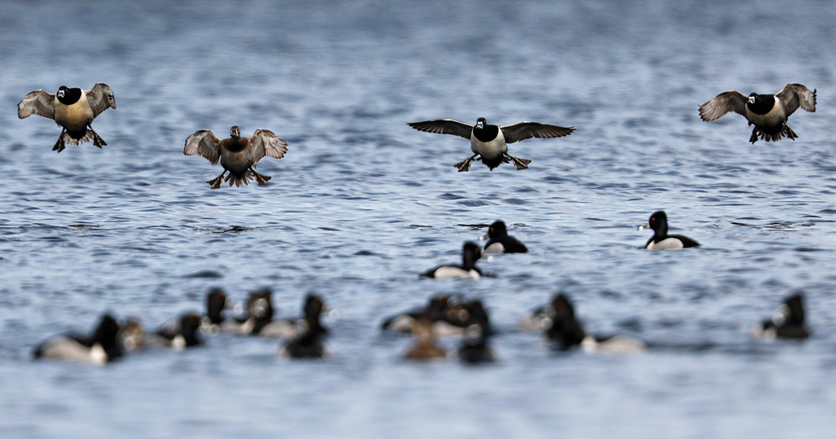 Ring-necked ducks. Photo by Michael Furtman