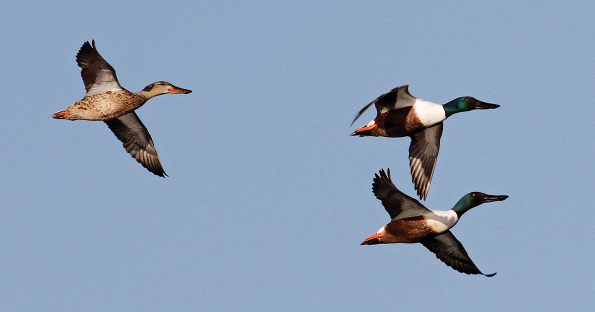 Northern shovelers flying. Photo by Michael Furtman