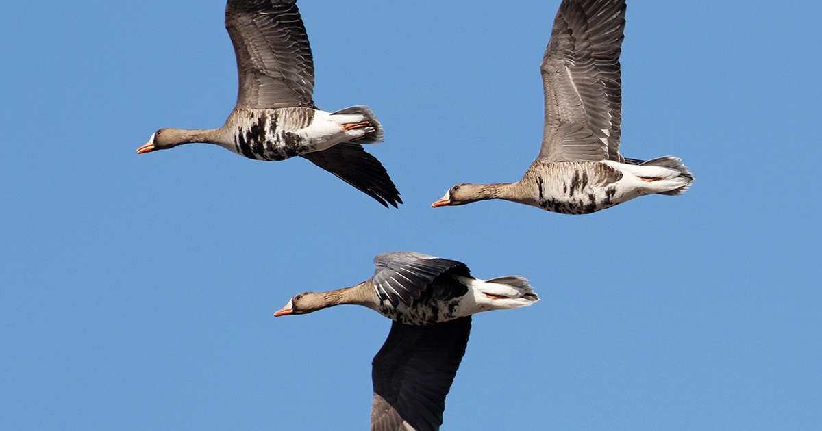 White-fronted geese flying. Photo by Michael Furtman. 