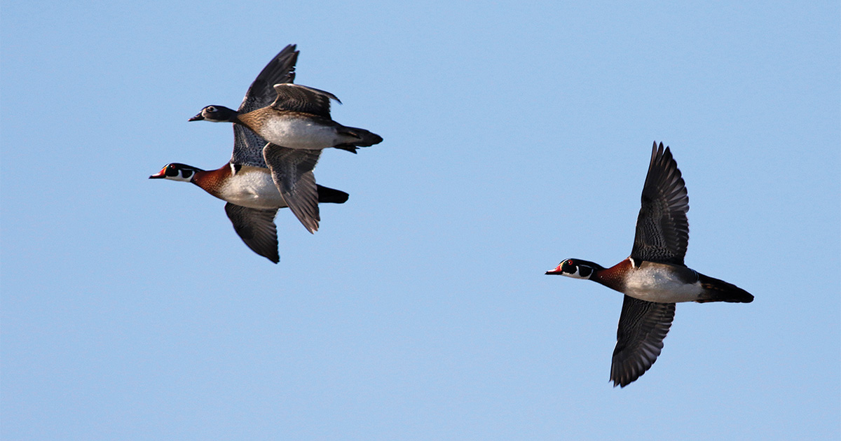 Flock of wood ducks flying. Photo by Michael Furtman