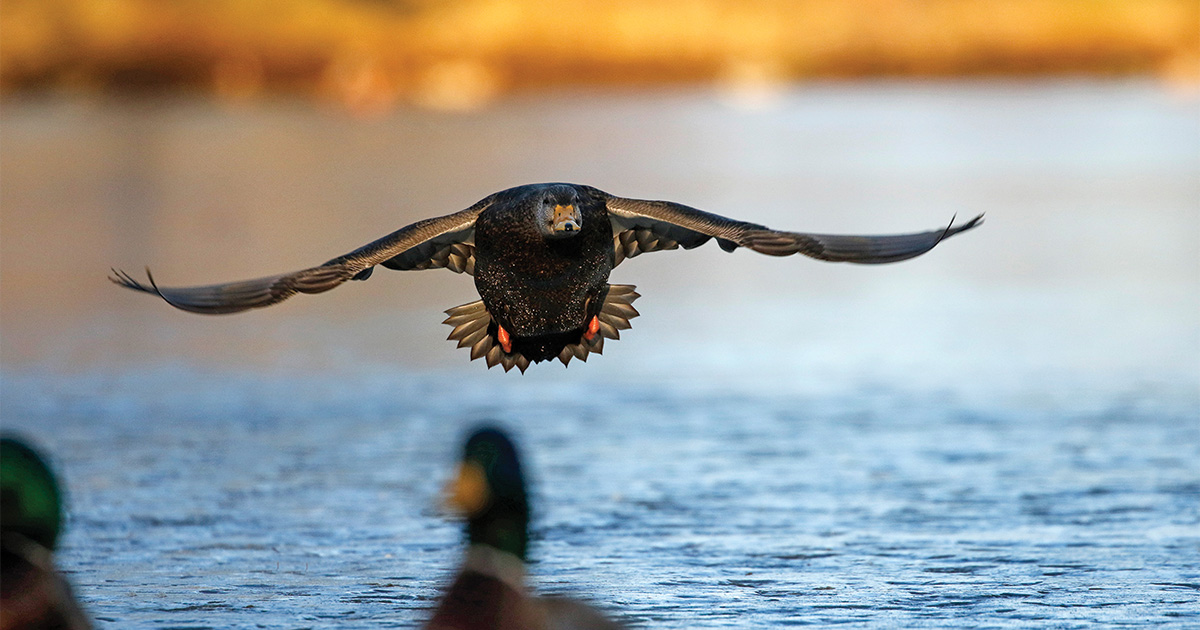 American black duck flying over wetland. Photo by Michael Furtman
