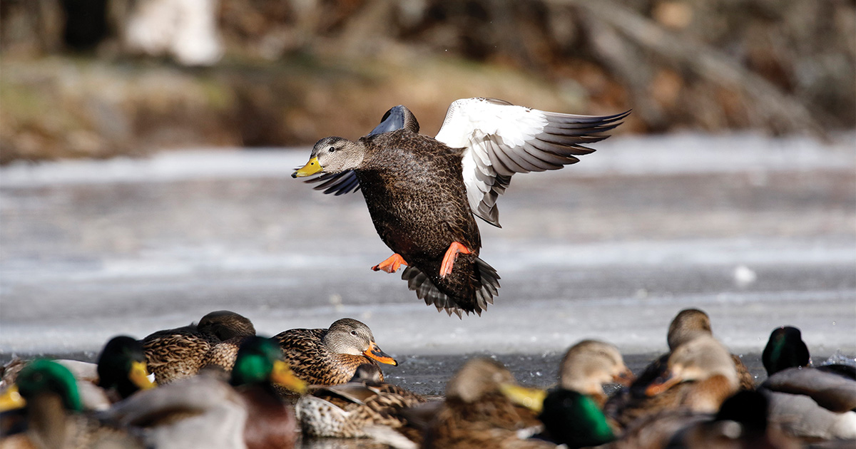 Migration Alert: Waterfowl Numbers Increasing in Pennsylvania