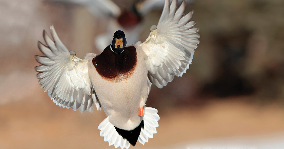 Migration Alert: Kansas Duck and Goose Hunters Search for Opportunities