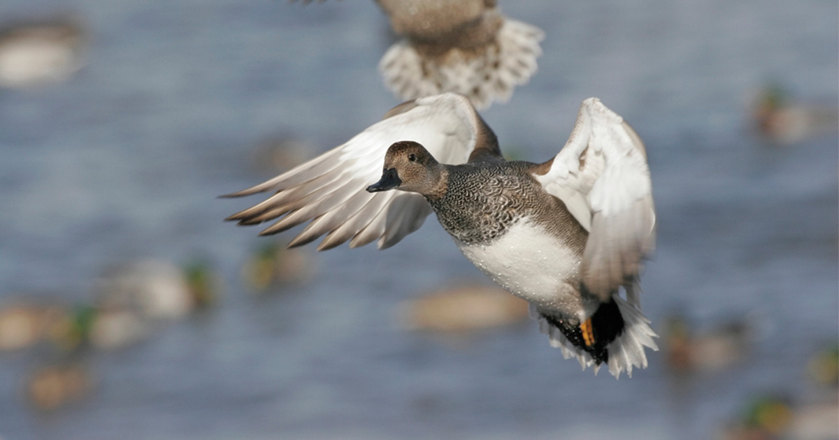 Michael_Furtman_Gadwall.jpg