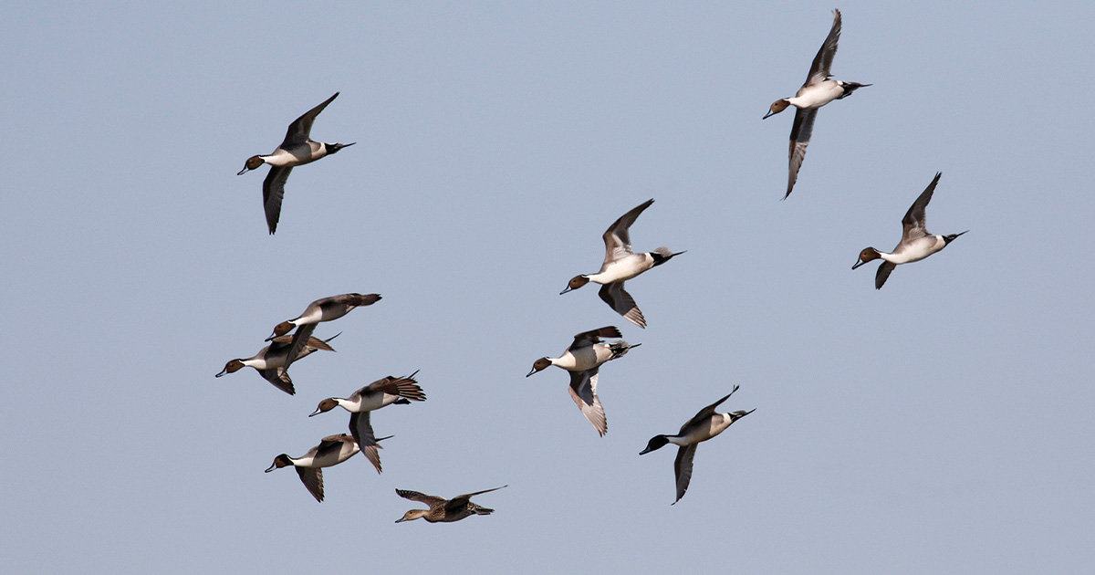 Migration Alert: California Waterfowl Hunters Hope to Finish Season Strong Throughout Central Valley