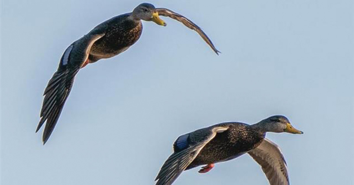 Migration Alert: New York Waterfowl Hunters Optimistic as Habitat Conditions Improve
