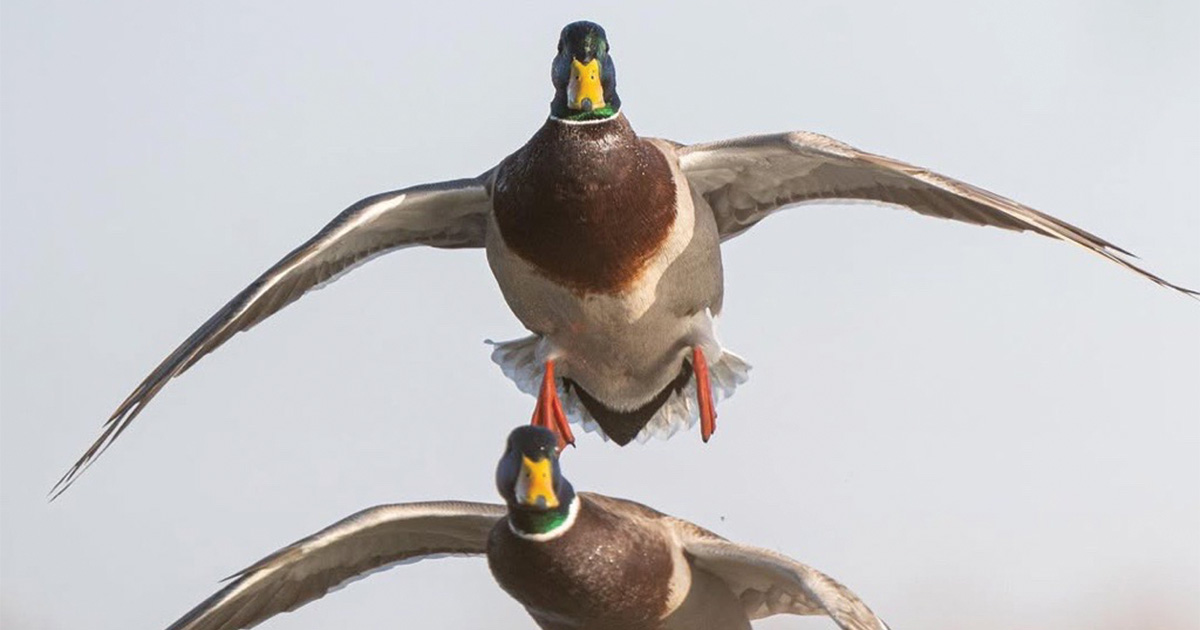 Image for Migration Alert: Wary Birds Test Hunters in Oklahoma, Light Geese Stretch North