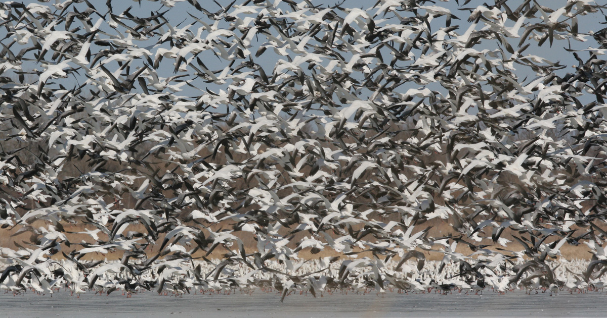 Migration Alert: Snow Goose Hunters Prepare for Quick Push North as Weather Warms