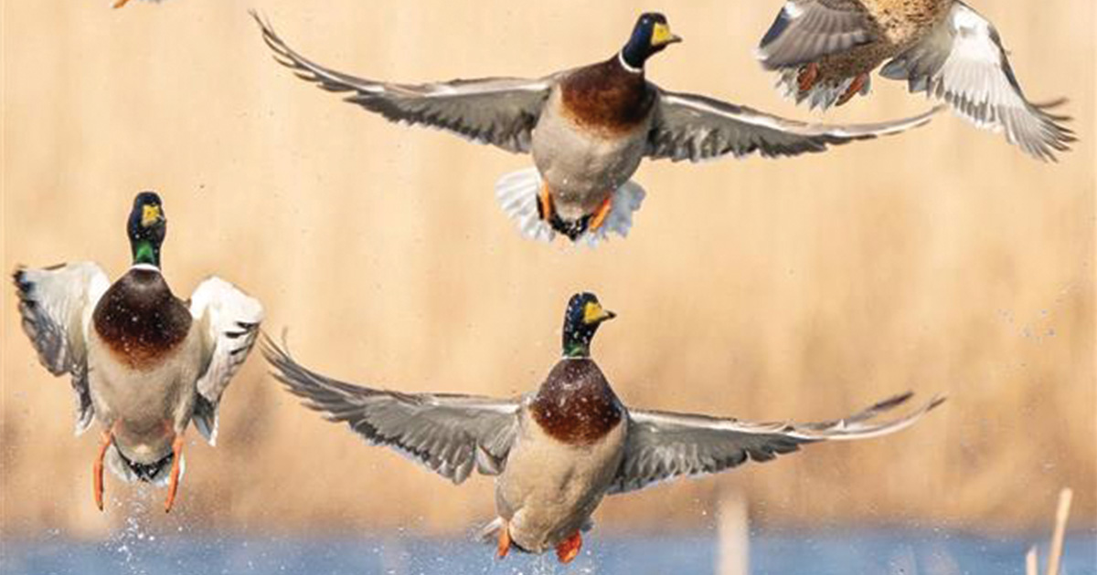 Image for Migration Alert: Late-Season Coastal Hunters Still Finding Success in North Atlantic