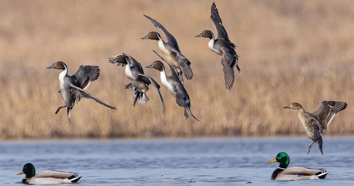 Flock of northern pintails coming in over mallards. Photo by Phil Kahnke