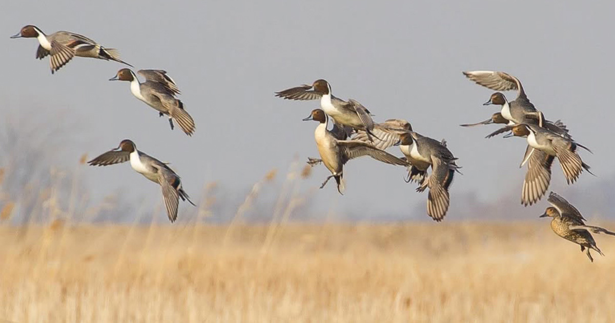 Migration Alert: California Hunters Dealing with Difficult Conditions