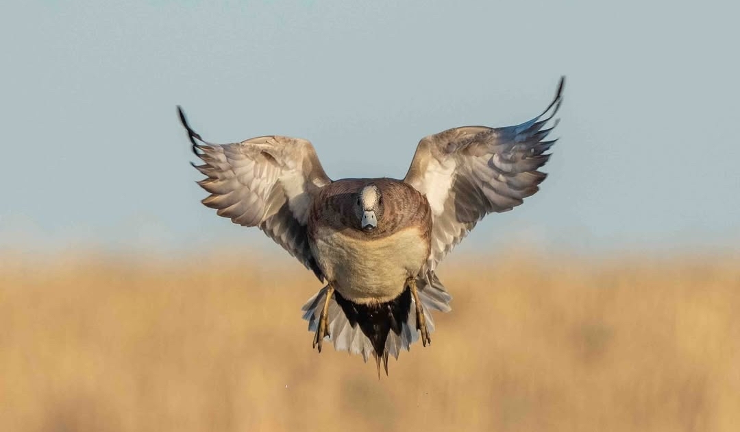 Image for Migration Alert: Washington Hunters Face Difficult Weather Conditions