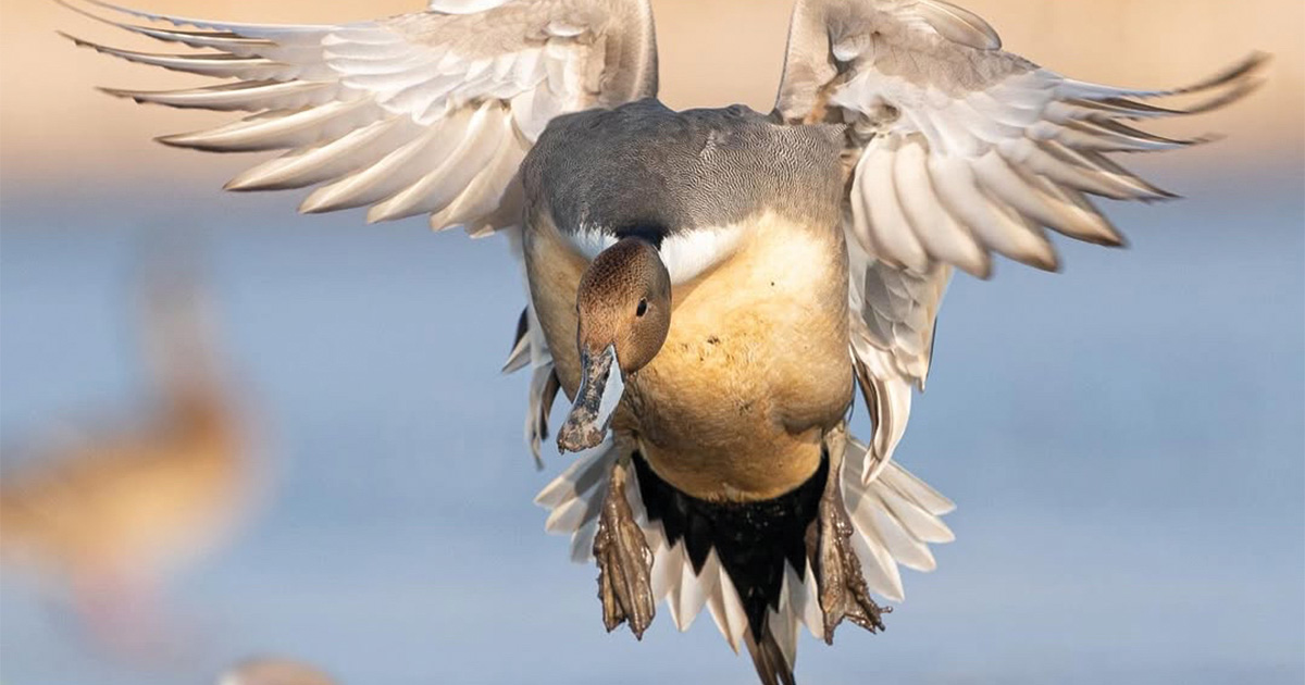 Image for Migration Alert: Recent Rains Improve North Carolina Duck Habitat