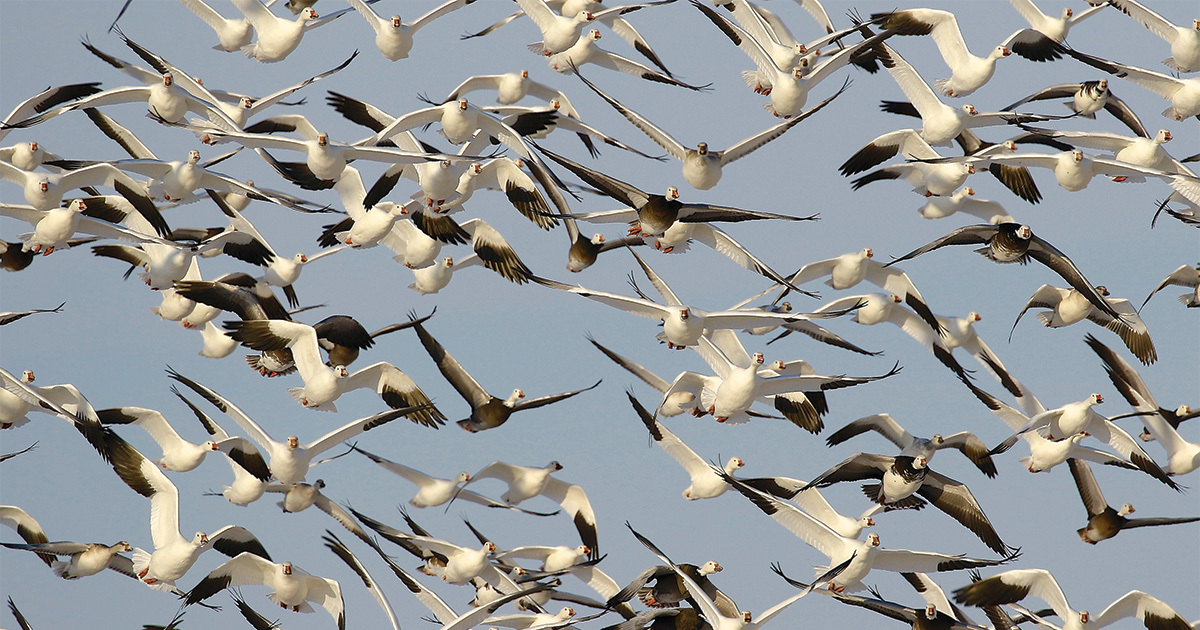 Migration Alert: Light Geese Surge Into South Dakota