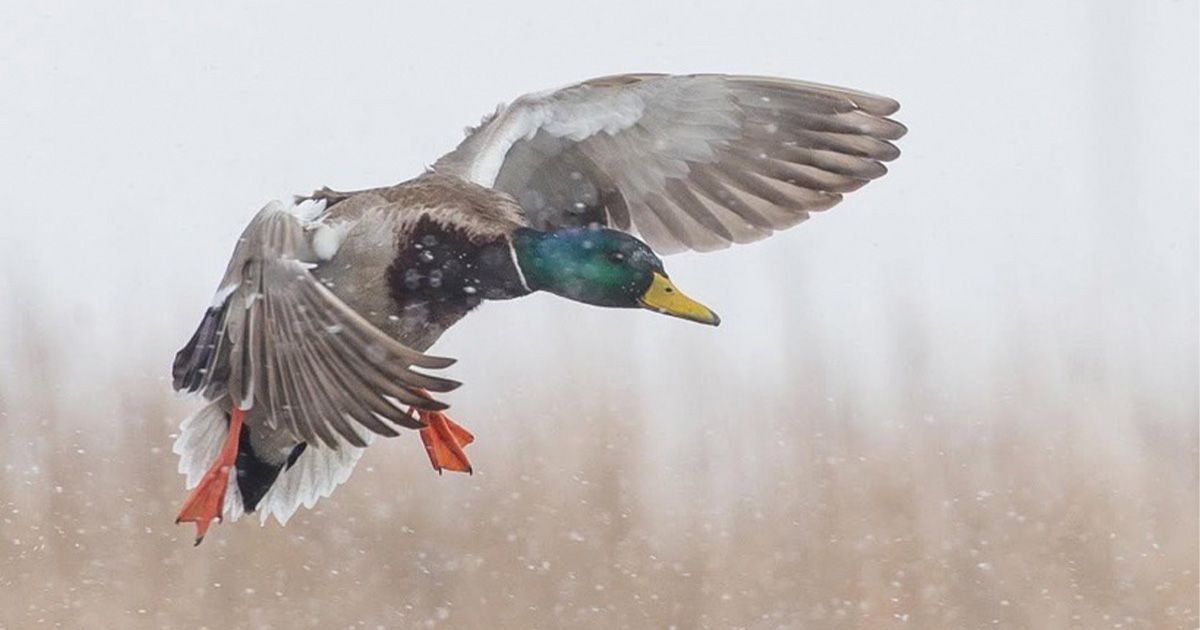 Migration Alert: Indiana and Ohio Hunters Take Advantage of Shifting Weather