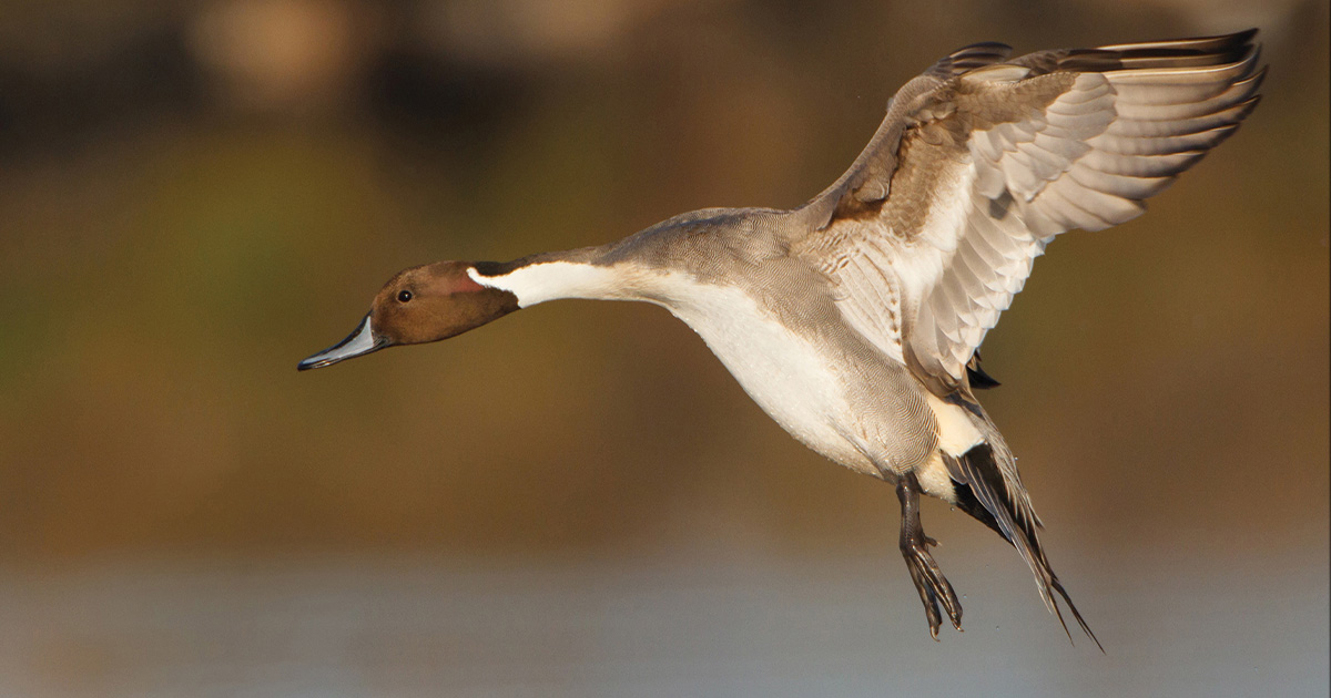 Migration Alert: Strong Habitat, Waterfowl Numbers Across California has Hunters Optimistic