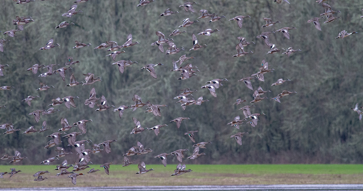 Image for Migration Alert: Optimism for Duck Season Soars in California Due to Good Habitat, Waterfowl Numbers