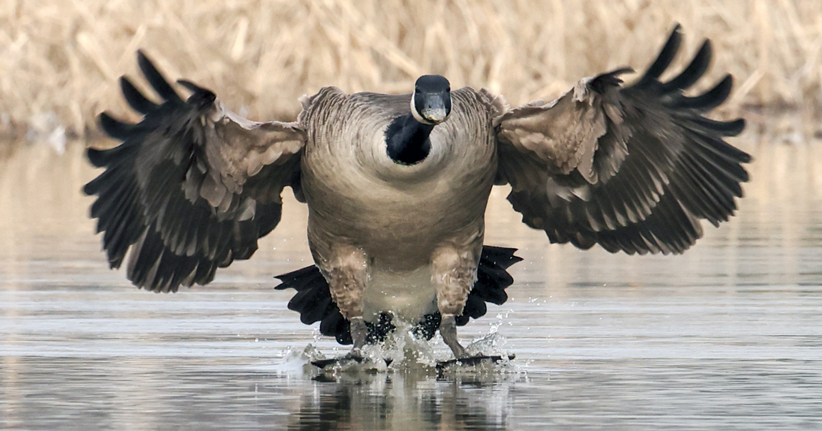 Canada goose coming in. Photo by Thomas Judge