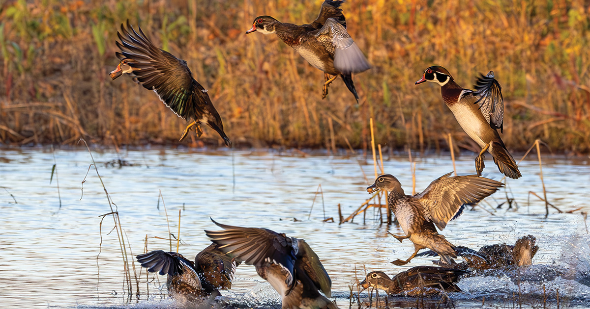 Image for Migration Alert: Mixed Habitat Conditions Have Waterfowl Managers and Biologists Optimistic from Delaware to North Carolina