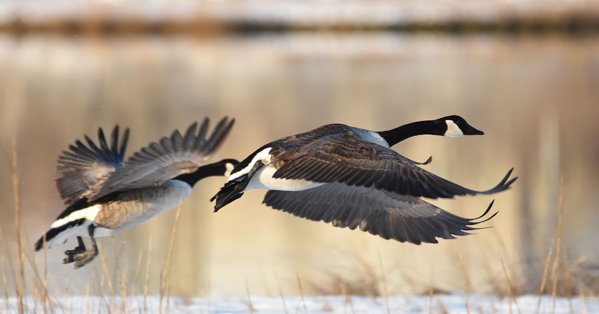 Migration Alert Great Lakes Region Goose Hunters Hoping for