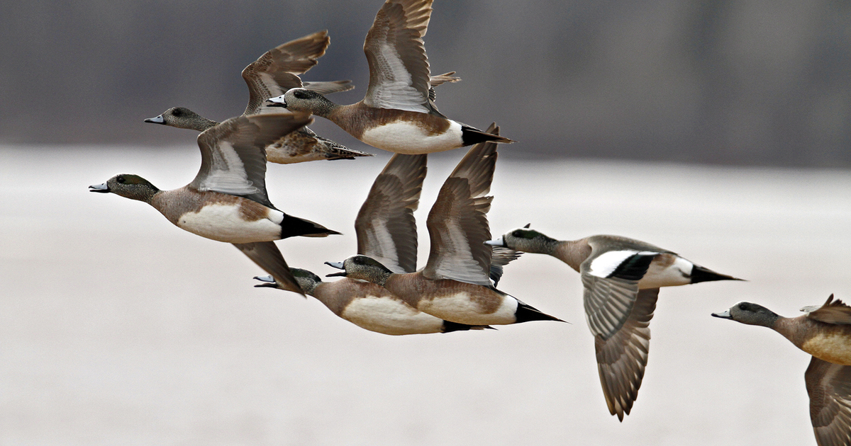 Migration Alert: Pacific Northwest Wrap Up