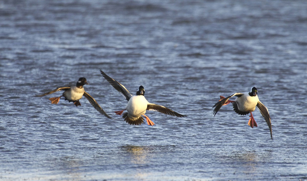 Migration Alert: Chesapeake Bay Hunters and Waterfowl Managers Optimistic