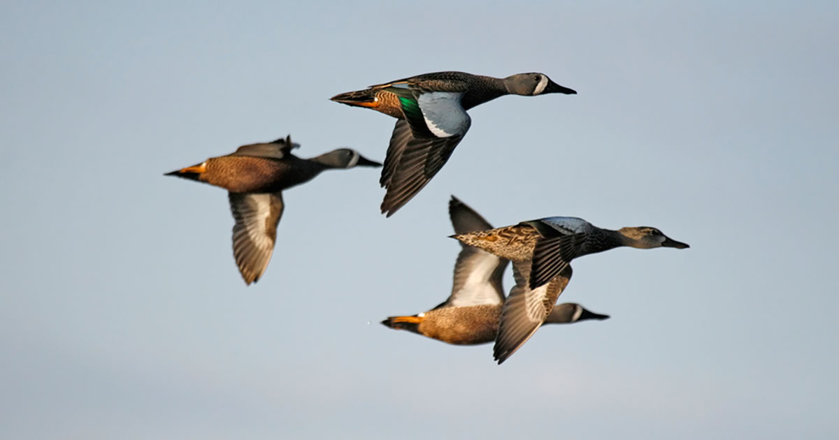 Migration Alert: Drought Continues to Plague Louisiana, Impacting Habitat and Hunting