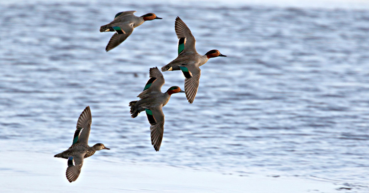 Migration Alert: Good Habitat, Duck Numbers Across California