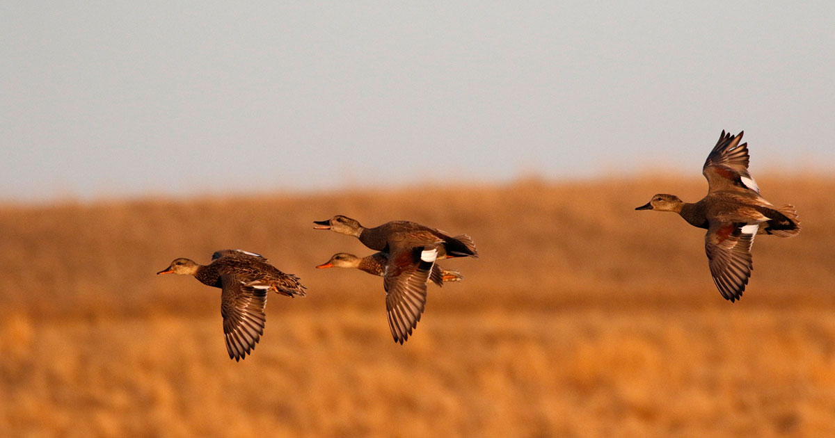 Migration Alert: Louisiana Habitat Improving, Duck Numbers Up from November