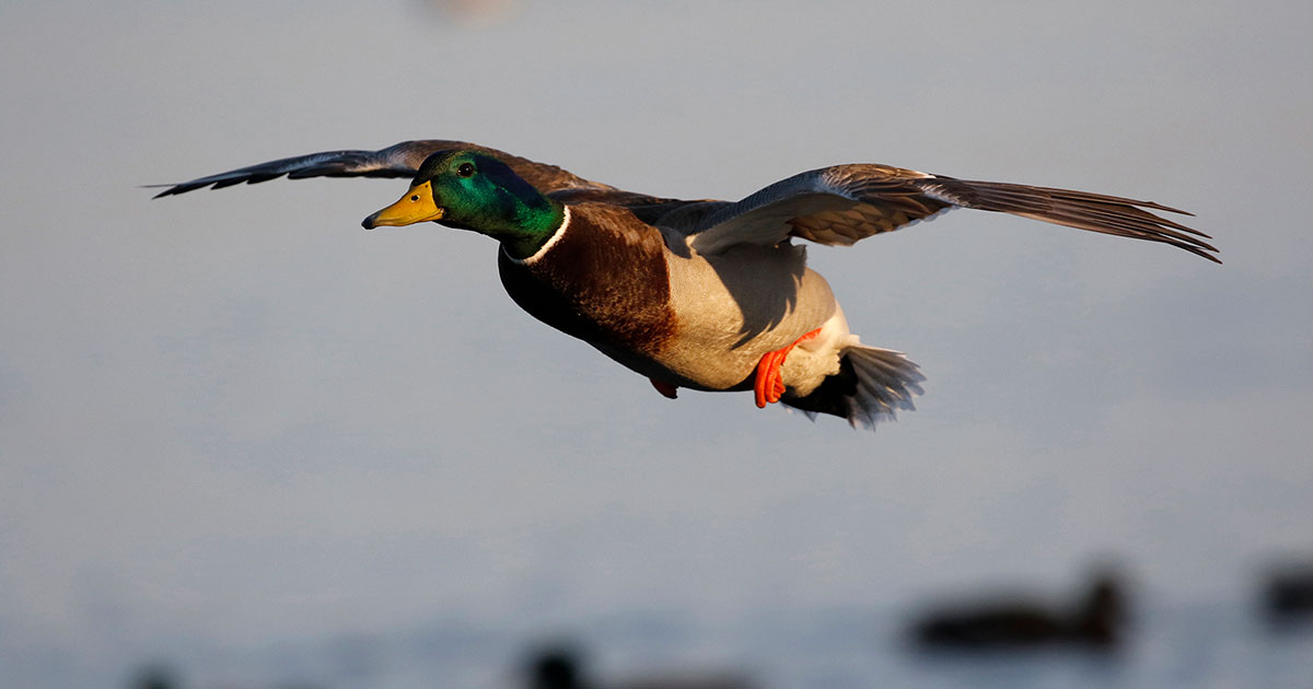 Migration Alert: Northwest Missouri Duck Numbers Remain Strong