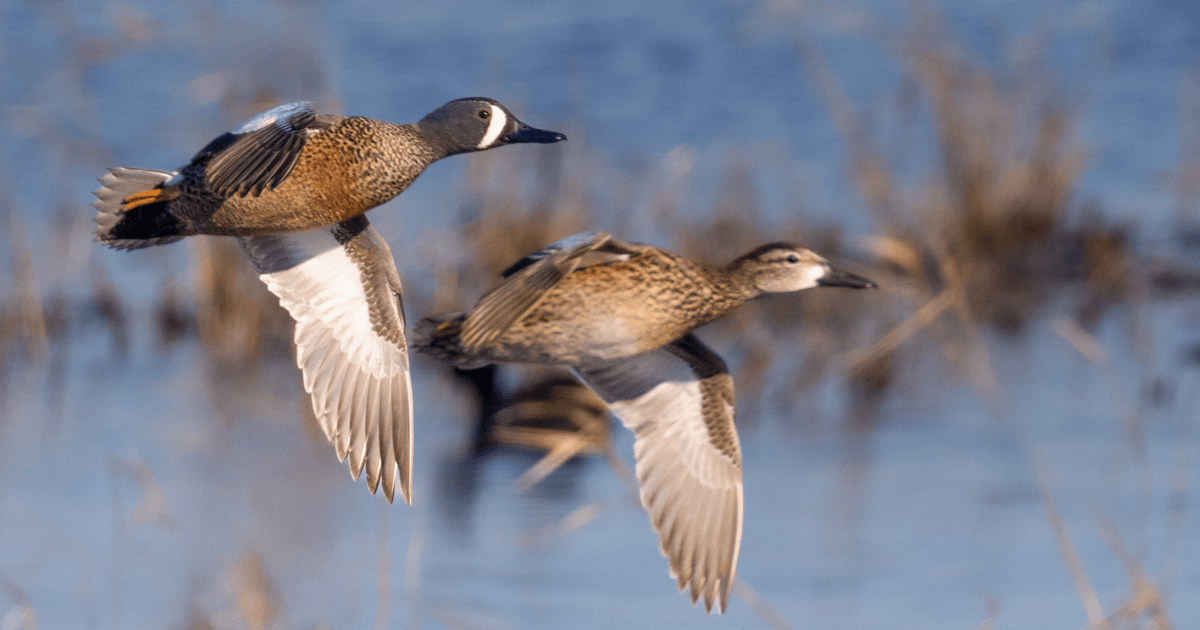 Migration Alert: Cool Front May Carry More Bluewings to Texas Coast for the Final Weekend