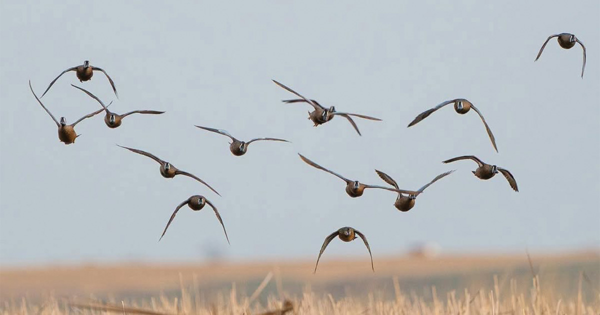 Migration Alert: Great Lakes Teal Preview
