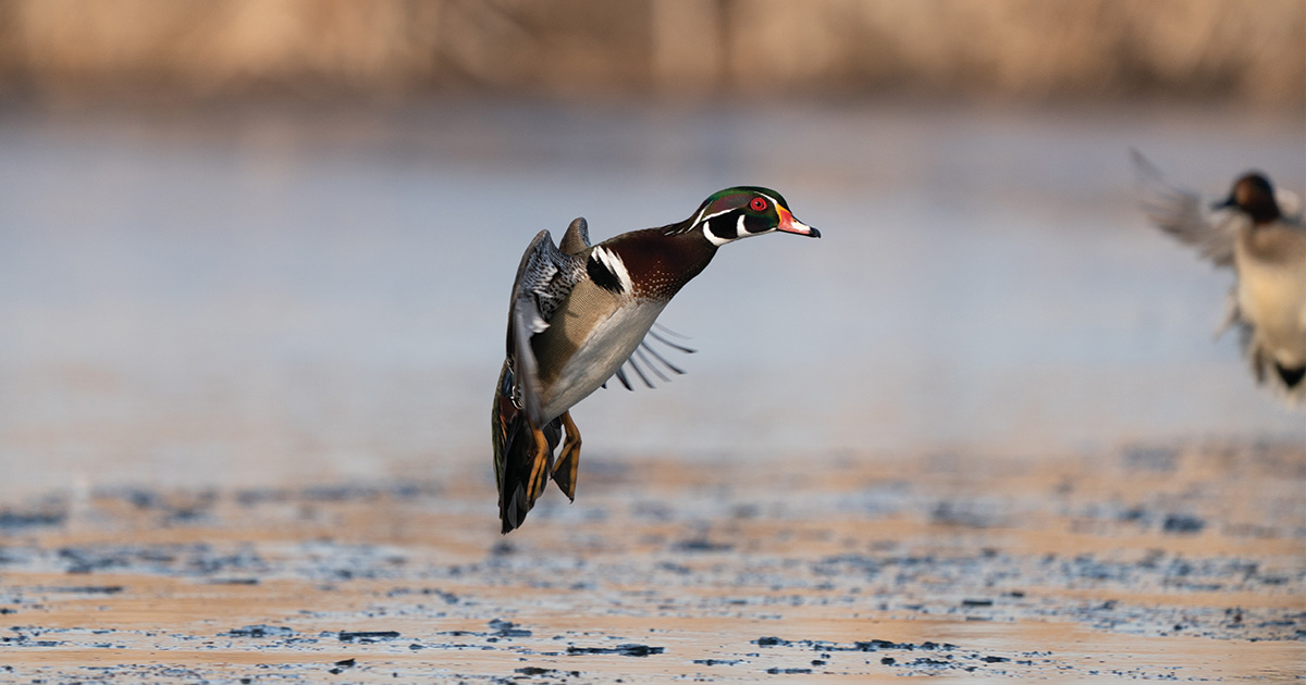 Migration Alert: Dry Summer Shapes Autumn Expectations as Rainfall Arrives