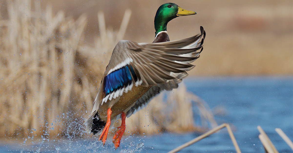 Image for Migration Alert: Good Habitat, Strong Production Bodes Well for North Atlantic Flyway Hunters