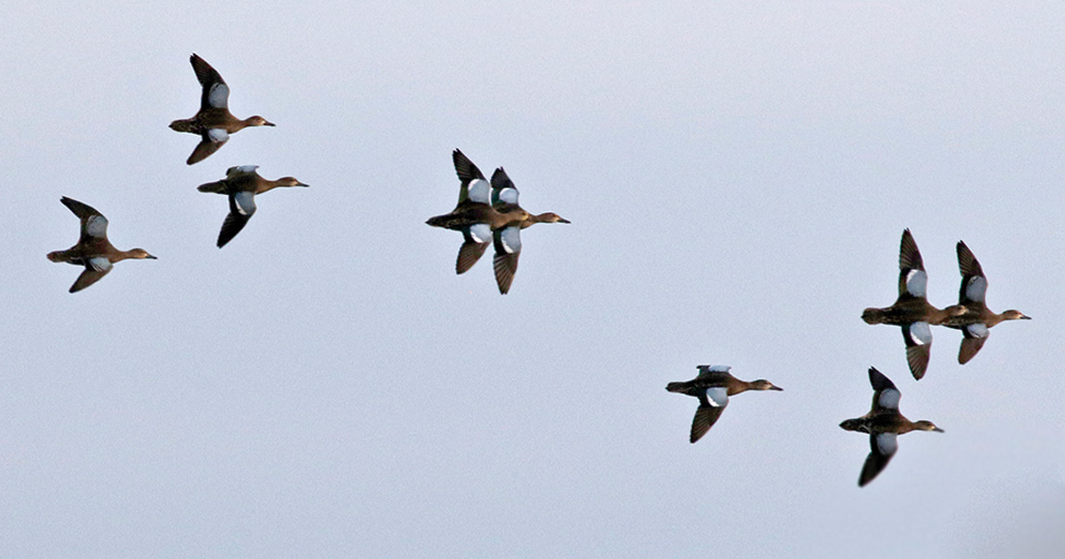 Blue-winged teal. Photo by Michael Furtman
