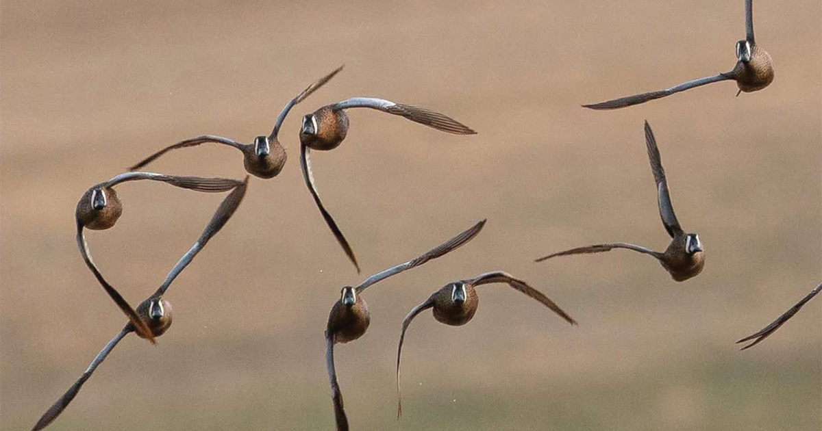 Image for Migration Alert: Louisiana Teal Hunters Report Mixed Results