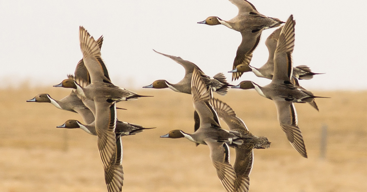 Migration Alert: Warm Weather Stalls Migration in North Dakota